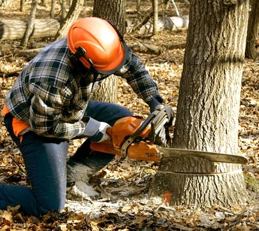 Tree Removal in Severn, MD